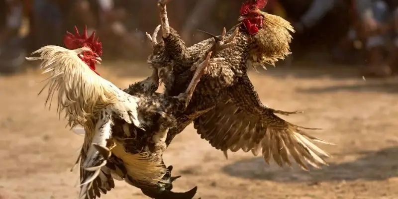 Bật mí mẹo cược đá gà nòi dễ thắng từ cao thủ