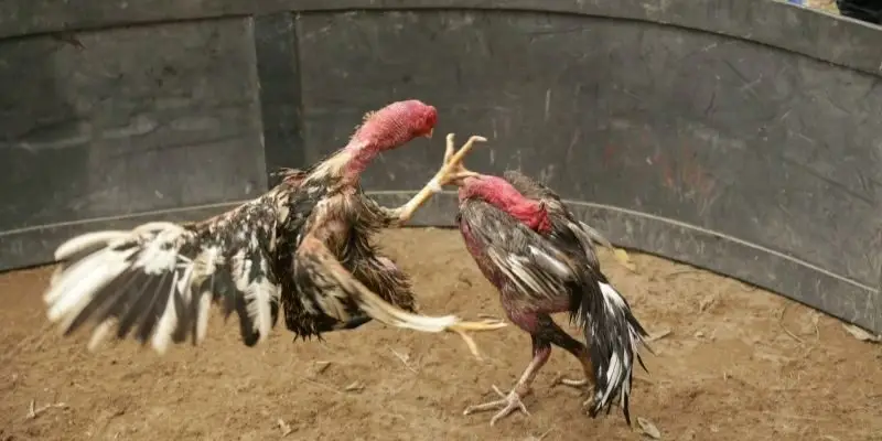 Đặc điểm nổi bật của hình thức đá gà nòi OK365